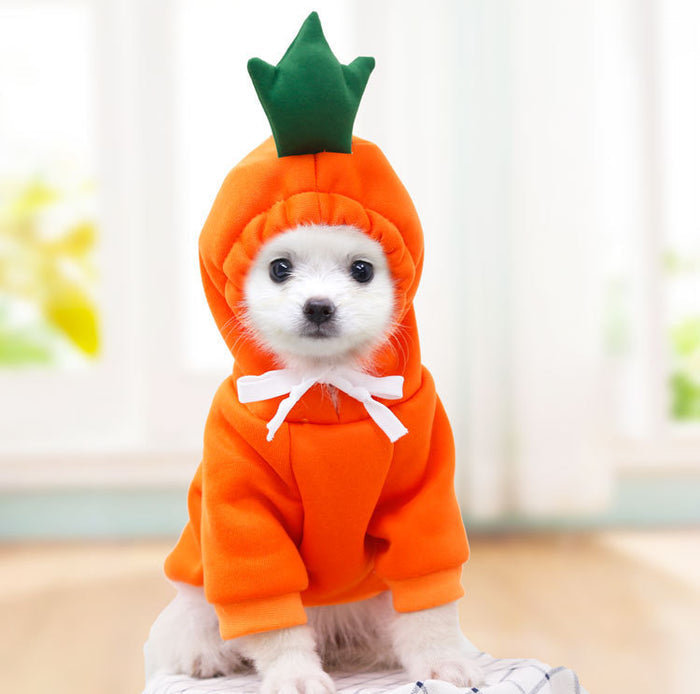 Small white dog wearing an orange carrot costume with a green top on a light background