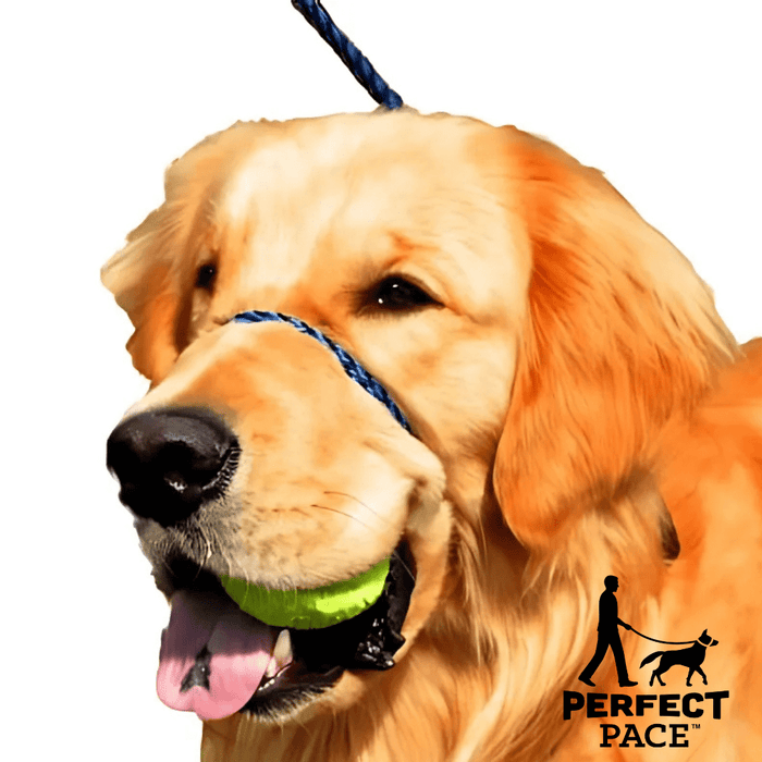 The Smooth Nylon Perfect Pace™ NO-PULL Head Collar & Halter Leash