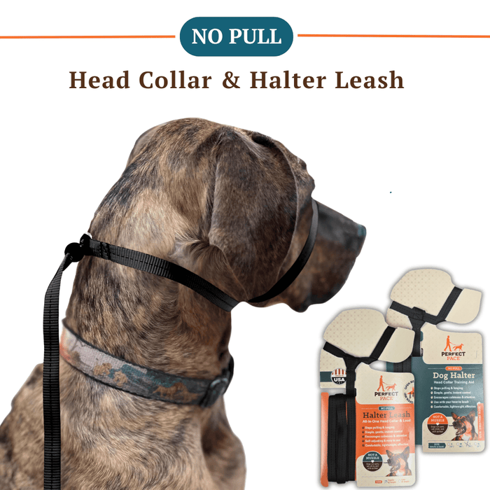 Halter Leash- all-in-one combo / Regular leash (4 ft) / black